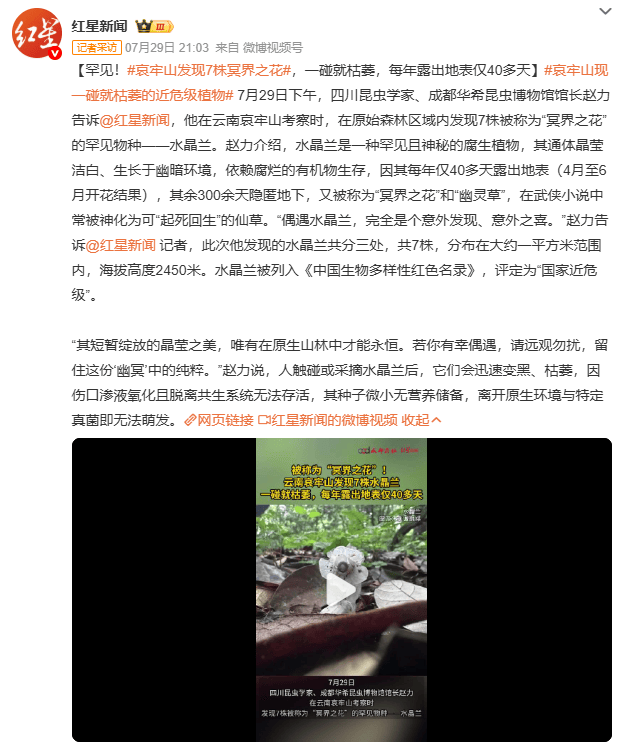 哀牢山发现7株冥界之花，一碰就枯萎，每年露出地表仅40多天