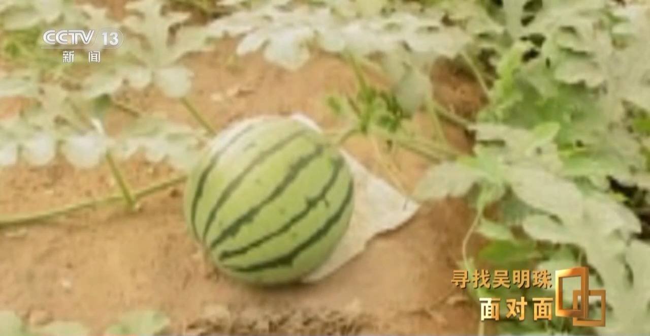 面对面丨中国人的吃瓜自由要感谢她!吴明珠说她的一生就是结几个好瓜献给人民