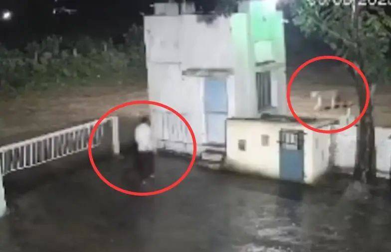 印度一男子后院与狮子相逢，双方都被吓懵，狮子扭身先逃