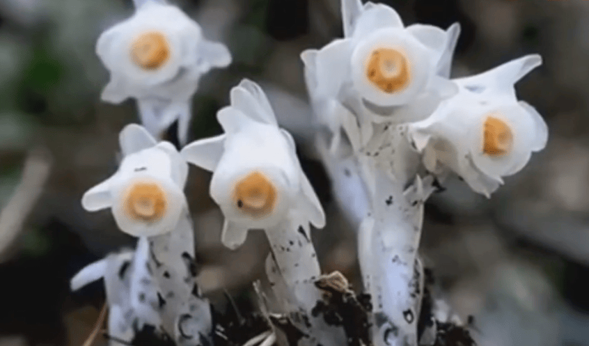 重庆两地发现上百株冥界之花