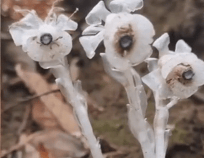 重庆两地发现上百株冥界之花