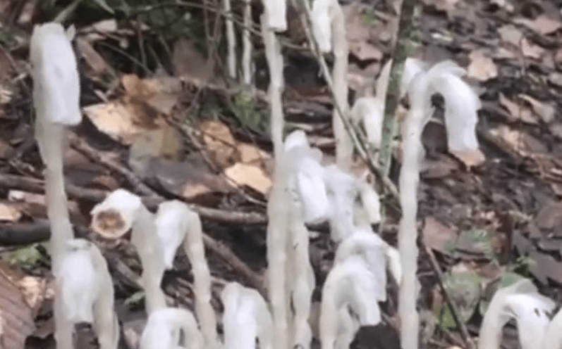 重庆两地发现上百株冥界之花