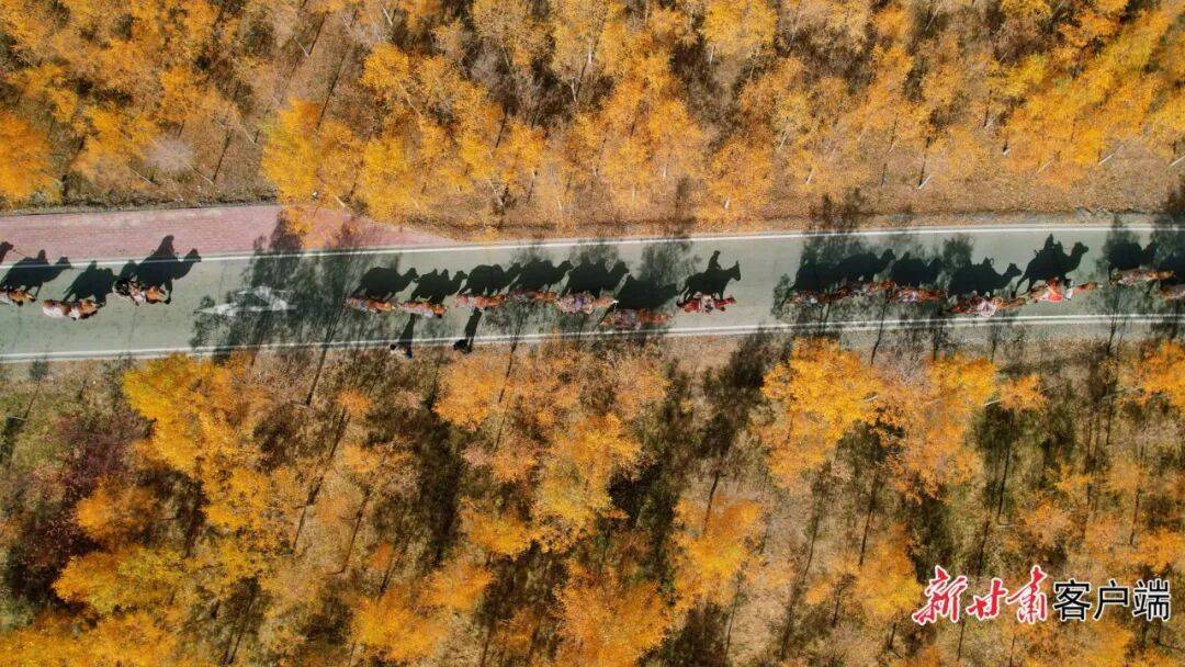 张掖甘州区:悠悠驼铃话丝路