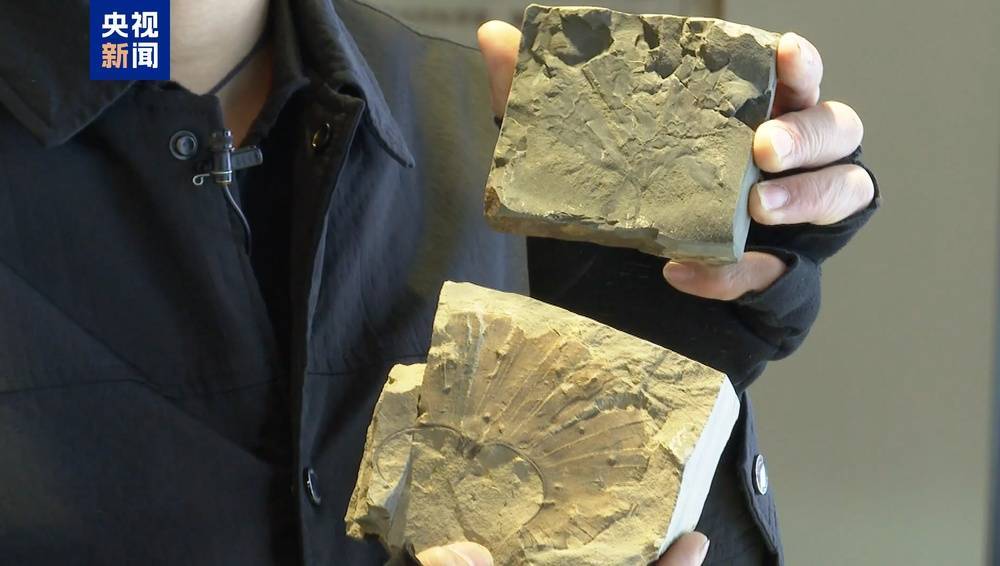 距今约2.8亿年!山西阳泉矿区发现远古银杏化石