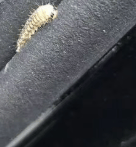 汽车被虫子啃得都是窟窿,“一边咬一边往里钻”!很多人中招