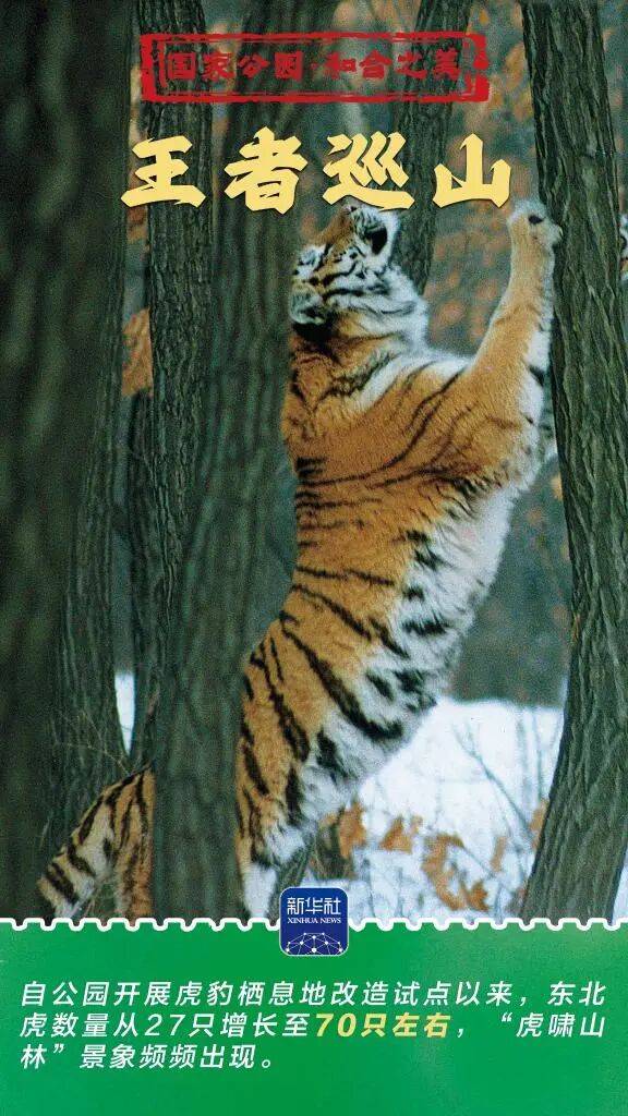新华社：东北虎豹国家公园 猛兽家园野性王国