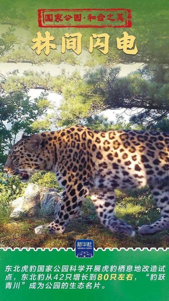 新华社：东北虎豹国家公园 猛兽家园野性王国