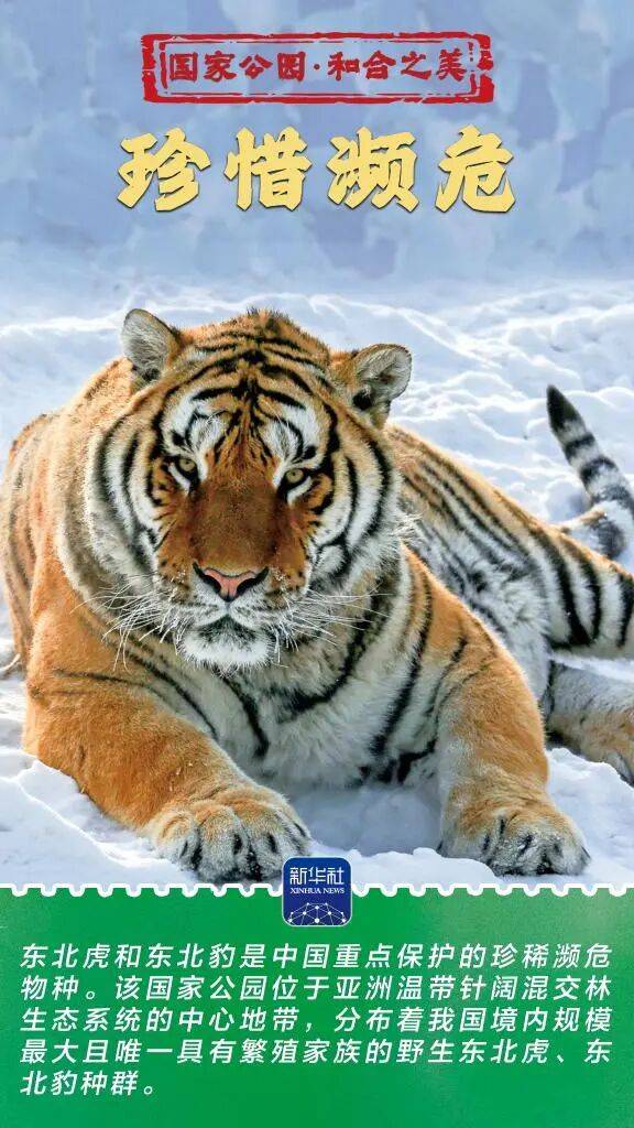 新华社：东北虎豹国家公园 猛兽家园野性王国